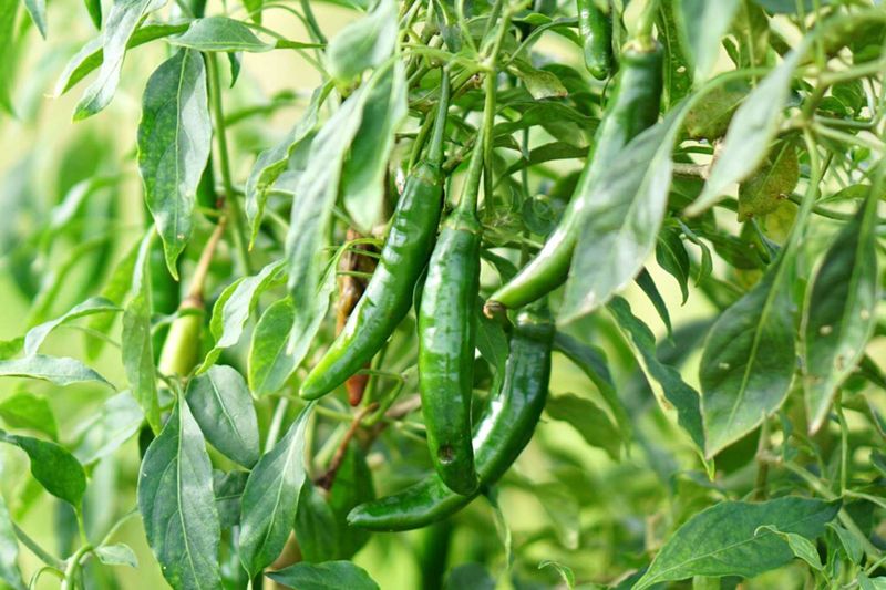 Serrano Pepper