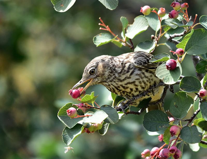 Serviceberry