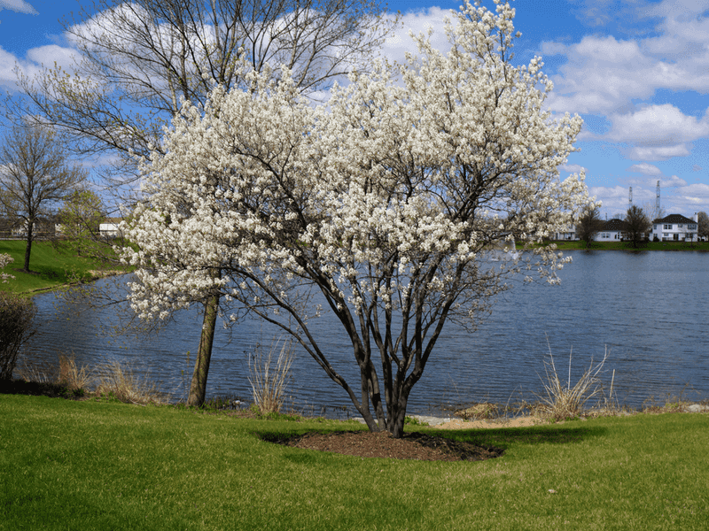 Serviceberry