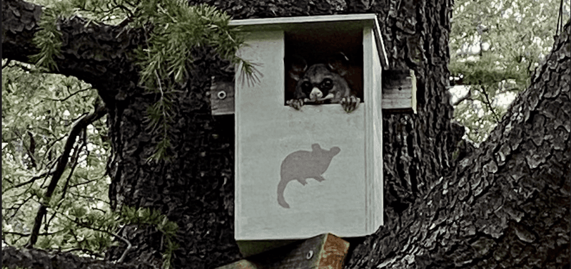 Set Up Possum Houses Away from Your Yard