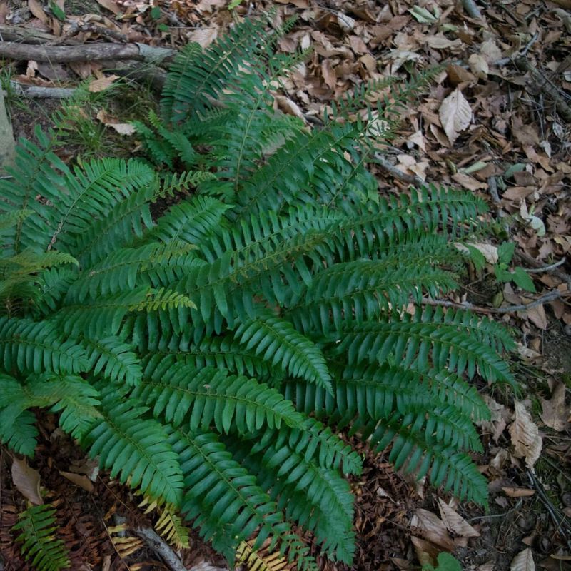 Shade-Loving Fern Corner