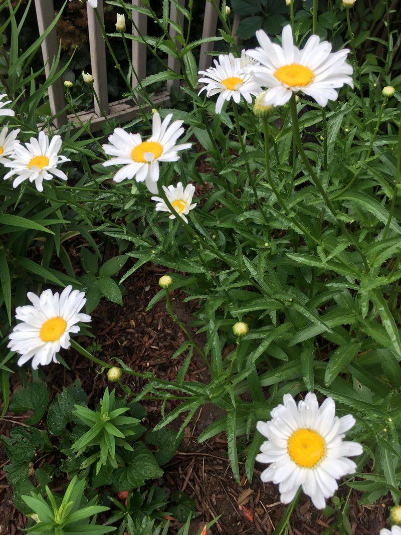 Shasta Daisy