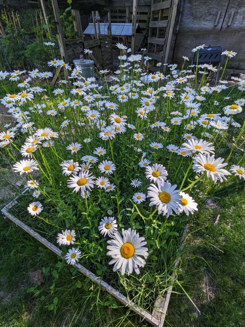 Shasta Daisy