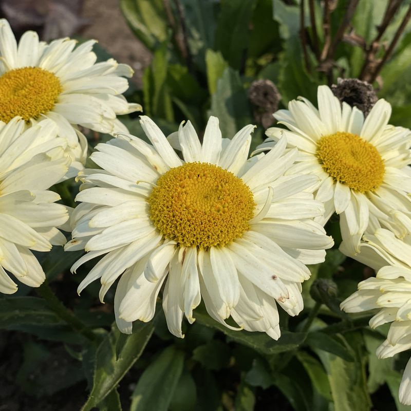 Shasta Daisy