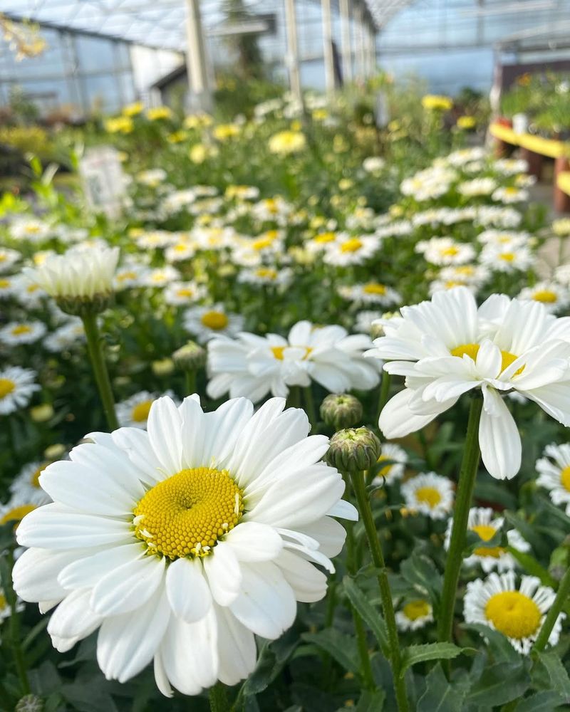 Shasta Daisy