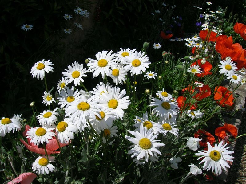 Shasta Daisy Delight