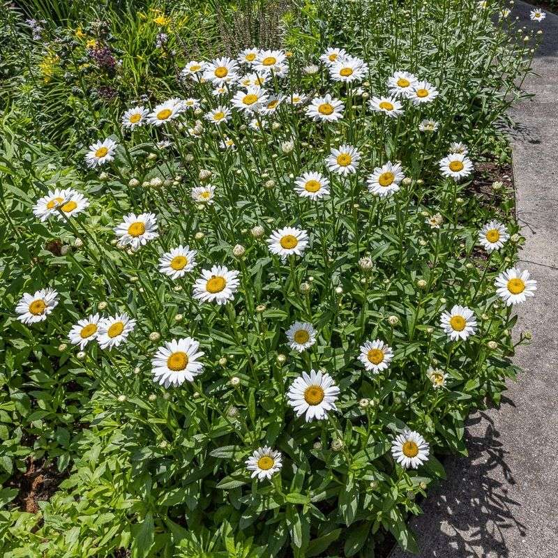 Shasta Daisy