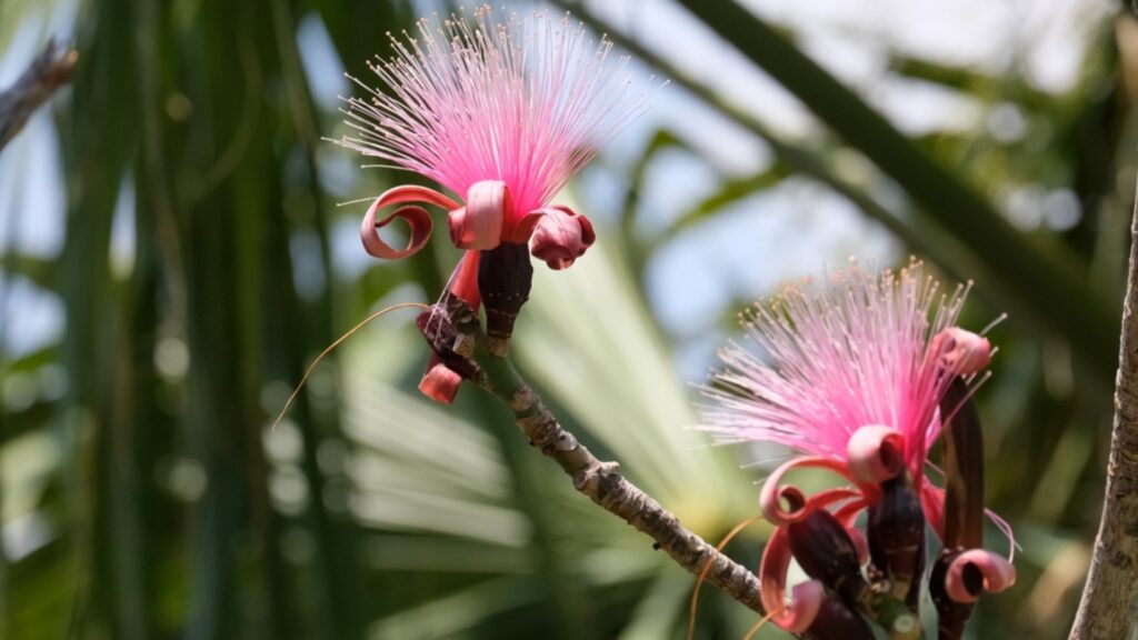 Shaving Brush Tree