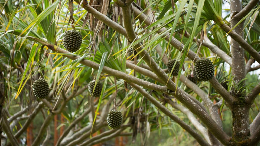 Shaving Brush Tree