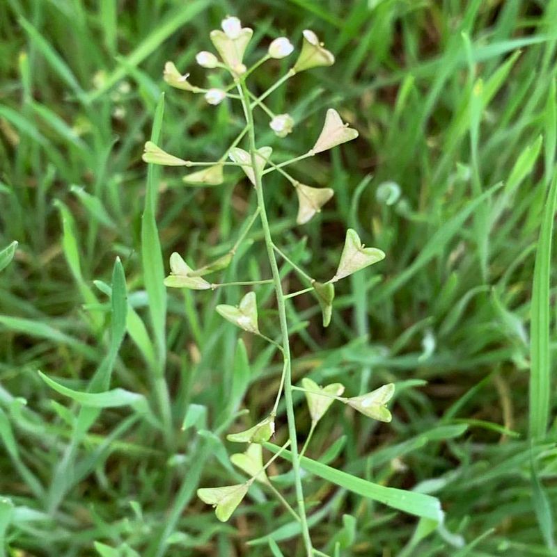 Shepherd's Purse