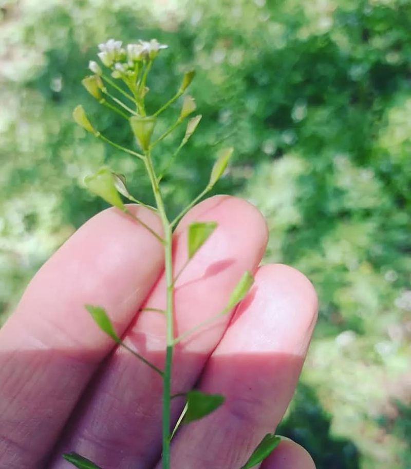 Shepherd's Purse (Capsella bursa-pastoris)