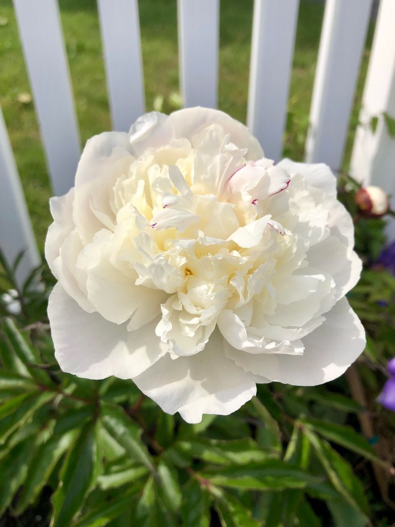 Shirley Temple Peony