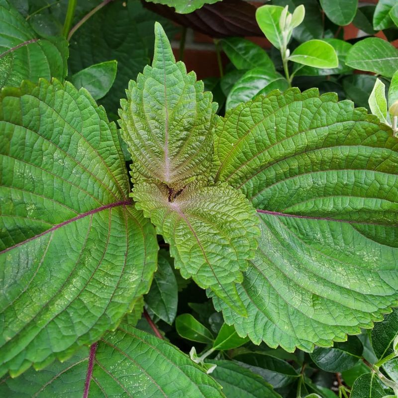 Shiso (Green Perilla)