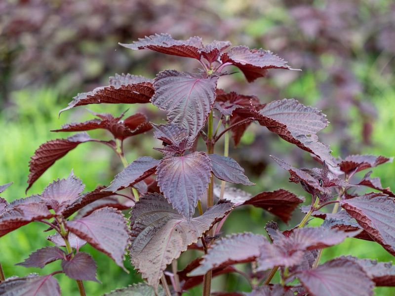 Shiso