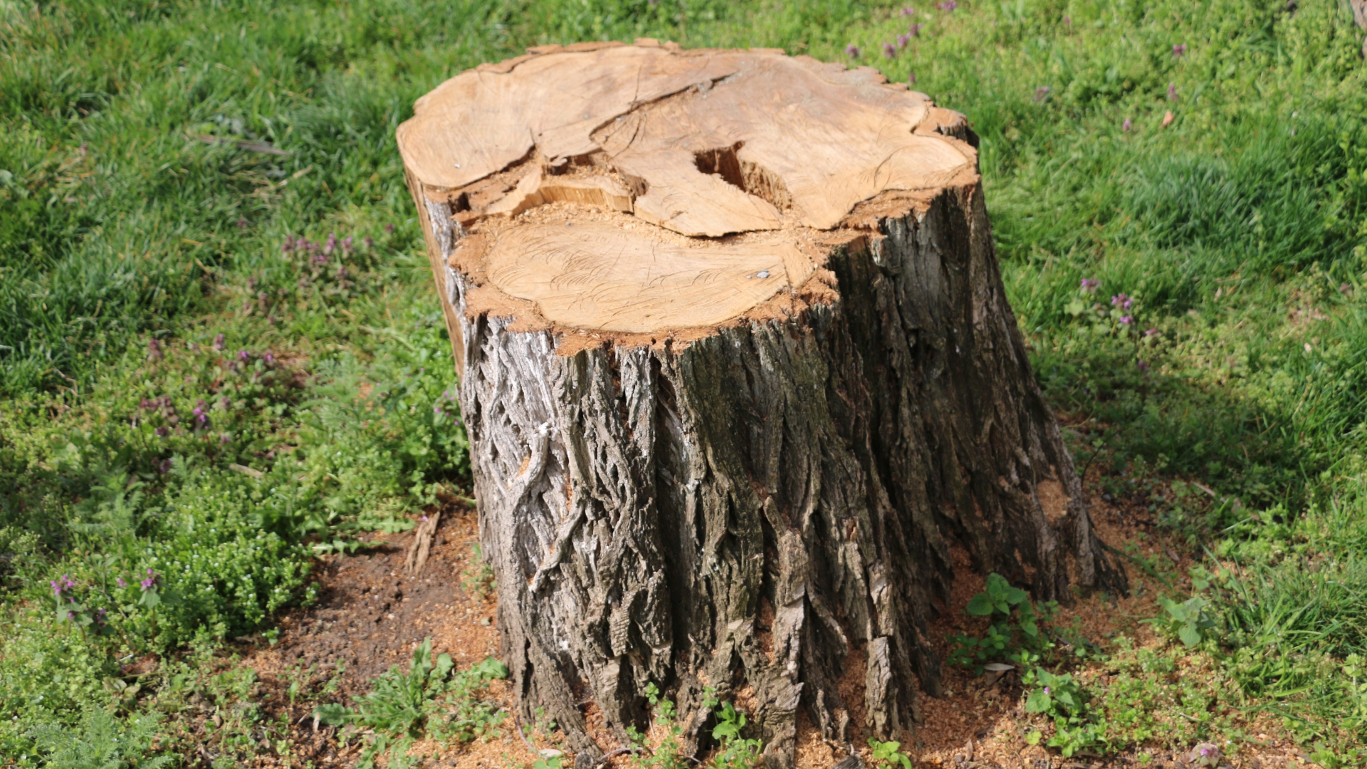 tree stump