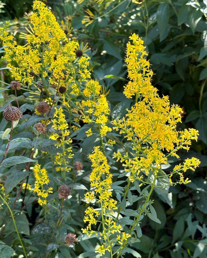 Showy Goldenrod