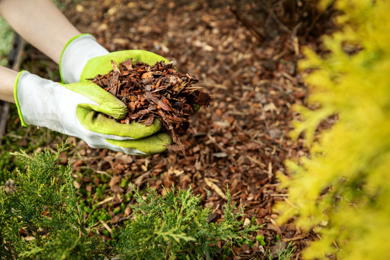 Shredded Bark in gardener gloves