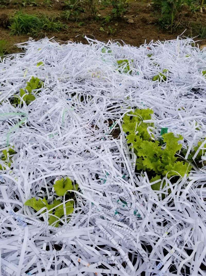 Shredded Paper Mulch