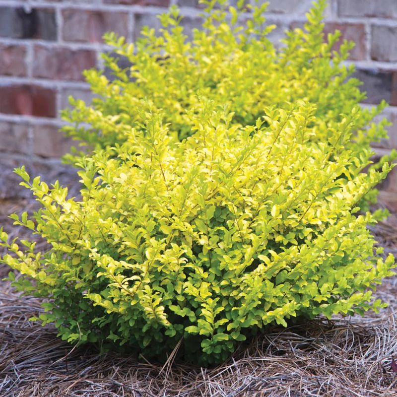 Shrub Growth Aid