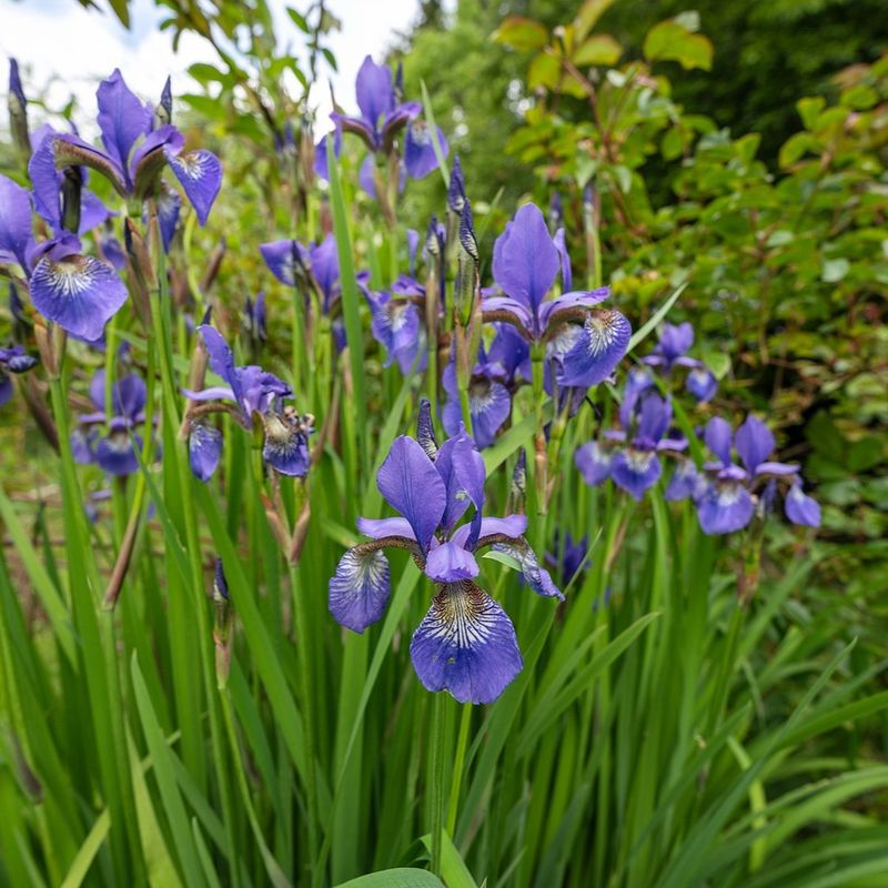 Siberian Iris