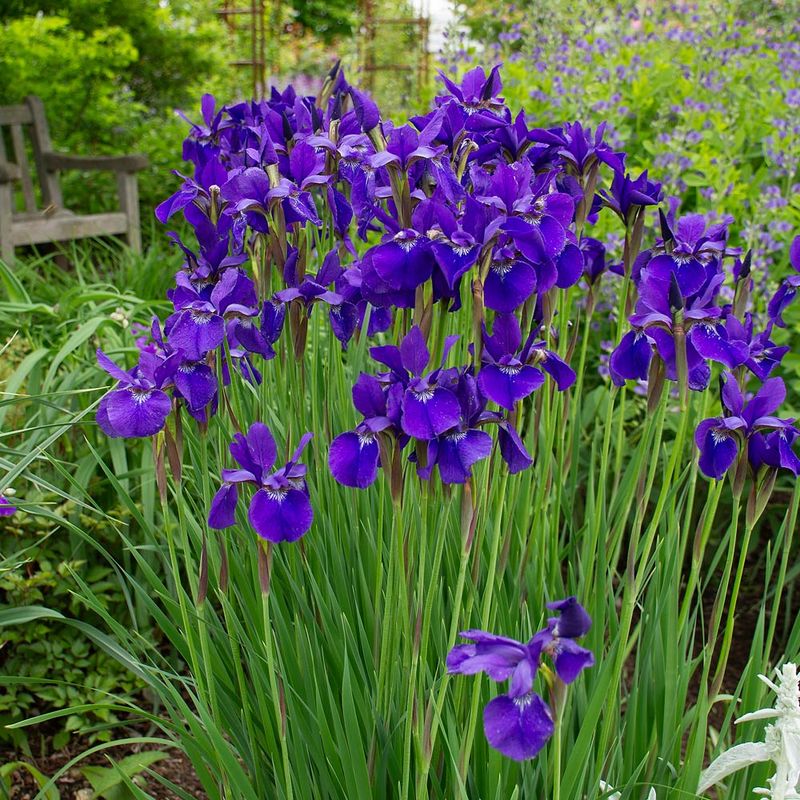 Siberian Iris