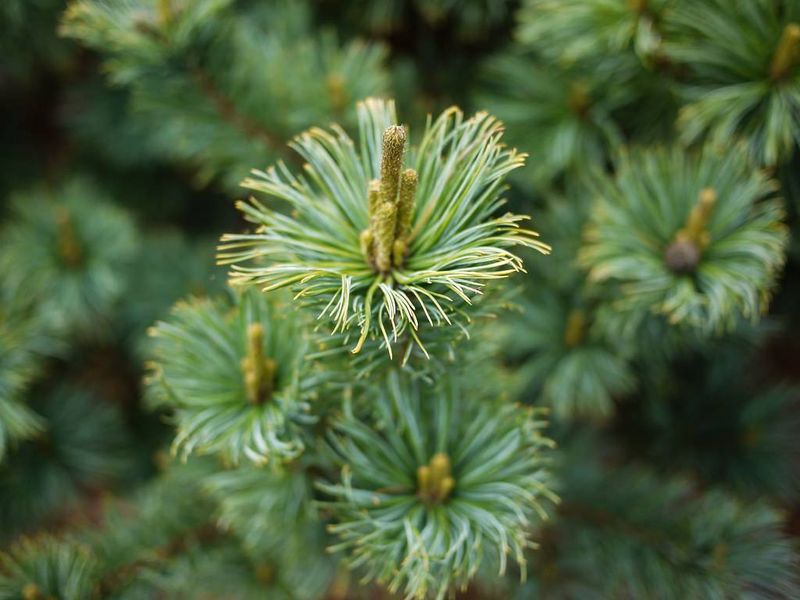 Siberian Pine