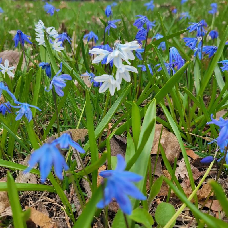 Siberian Squill