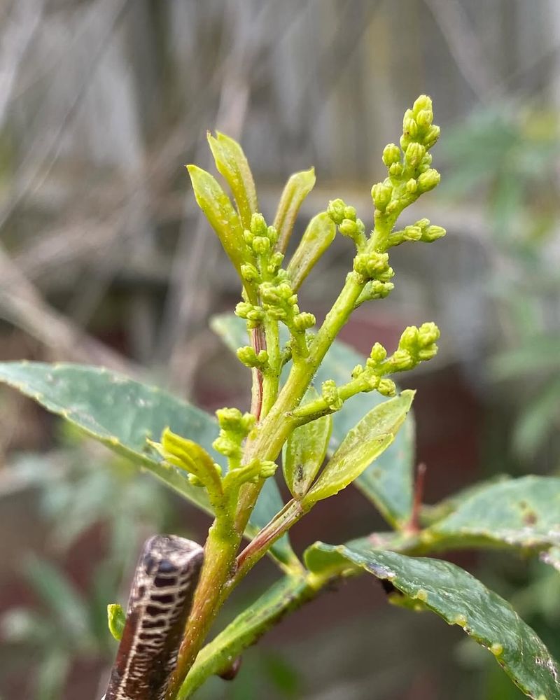 Sichuan Pepper Plant