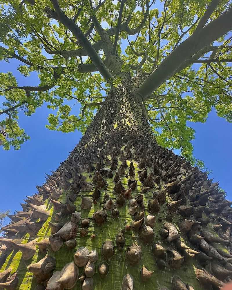 Silk Floss Tree