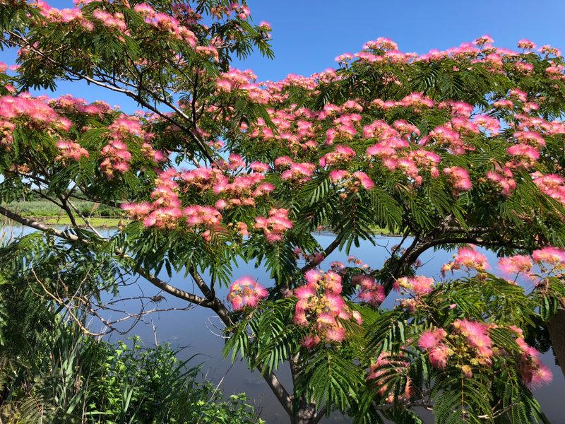 Silk Tree (Mimosa)