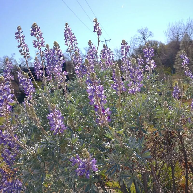 Silver Bush Lupine