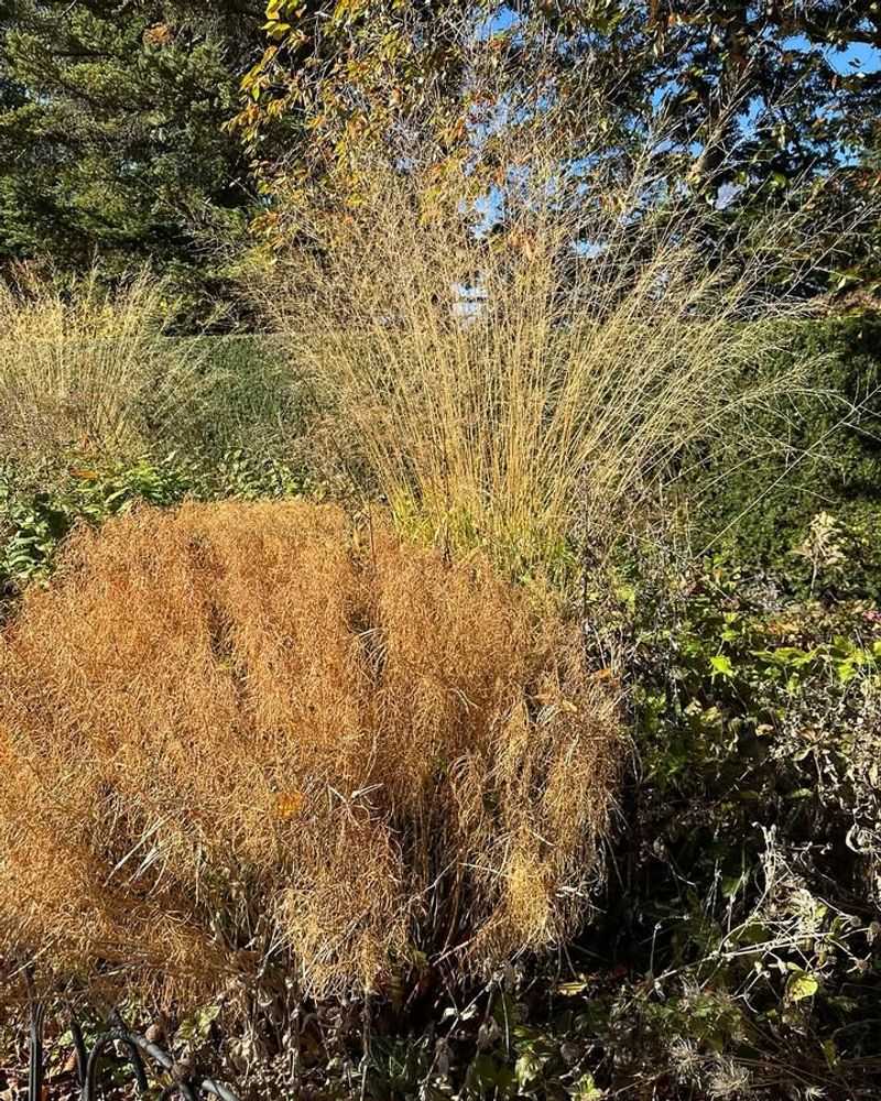 Purple Moor Grass