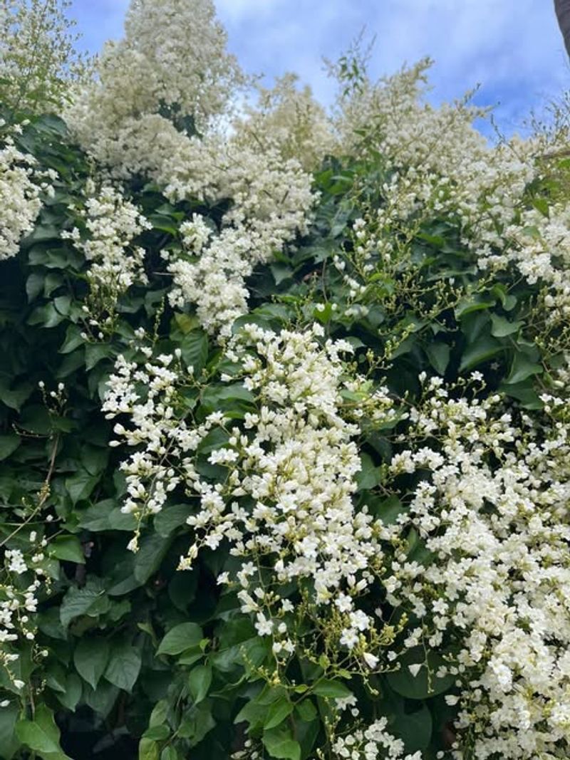 Silver Lace Vine