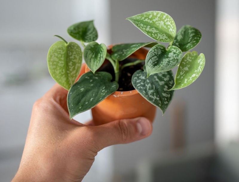 Silver Satin Pothos