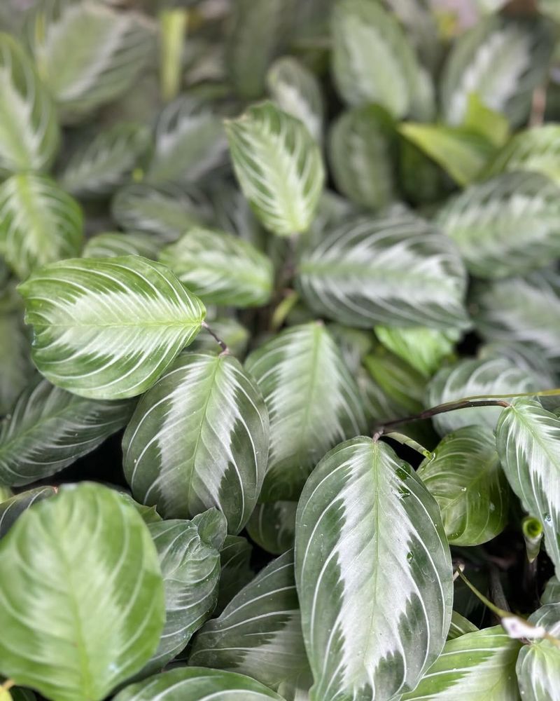 Silver Thread Prayer Plant