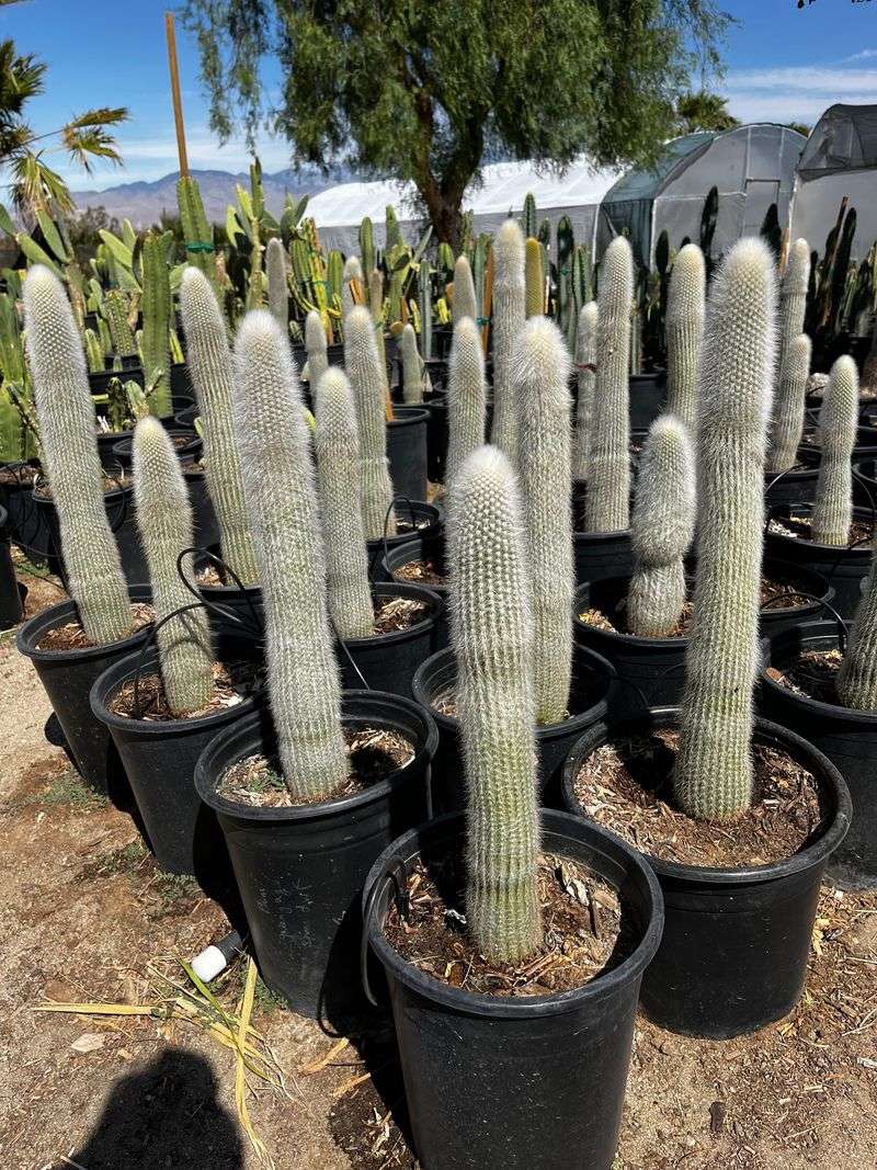 Silver Torch Cactus