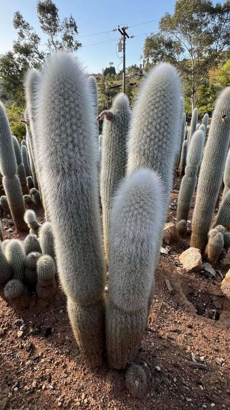 Silver Torch Cactus