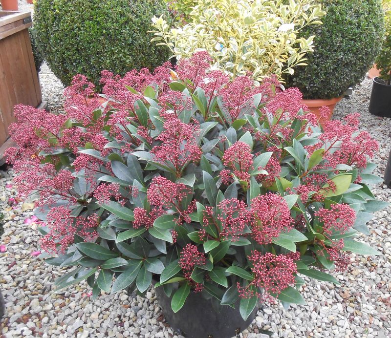 Skimmia Japonica