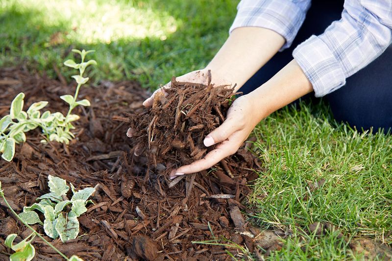 Skipping Mulch