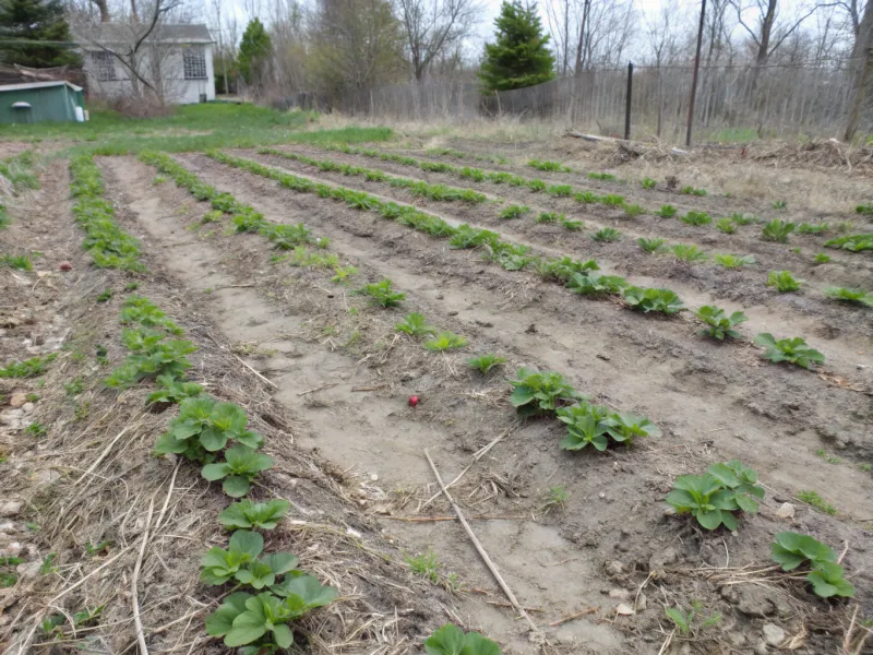 Skipping Mulching