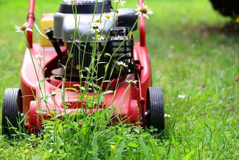 Skipping post-fertilization mowing