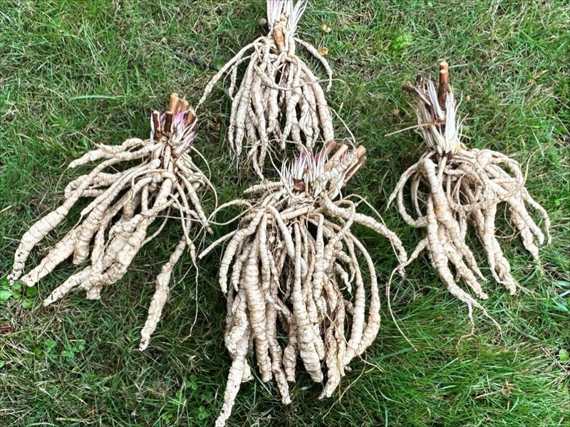 Skirret