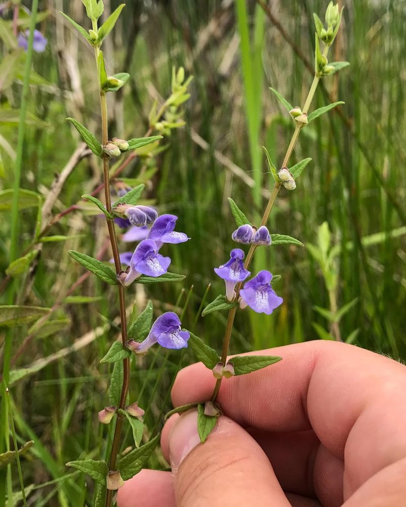 Skullcap