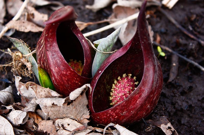 Skunk Cabbage