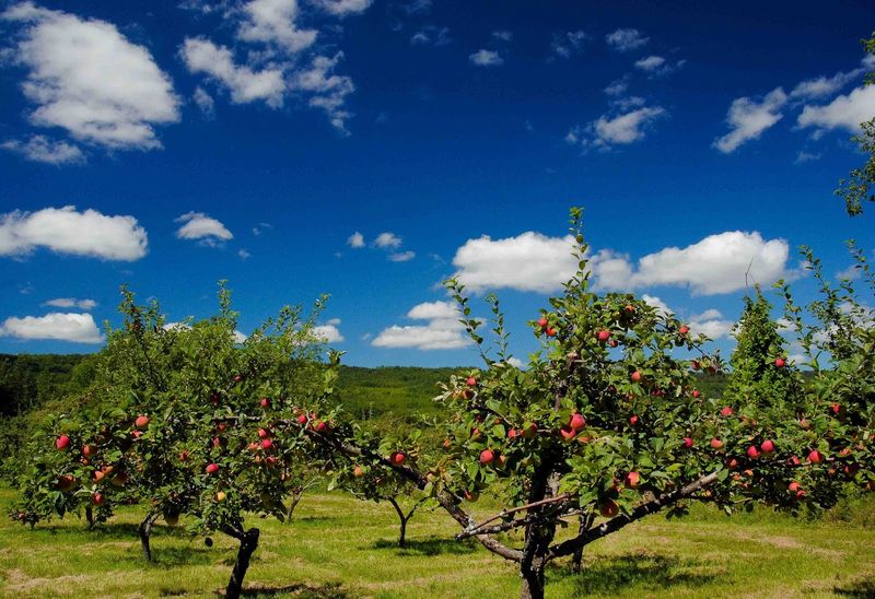 Sloped Orchard