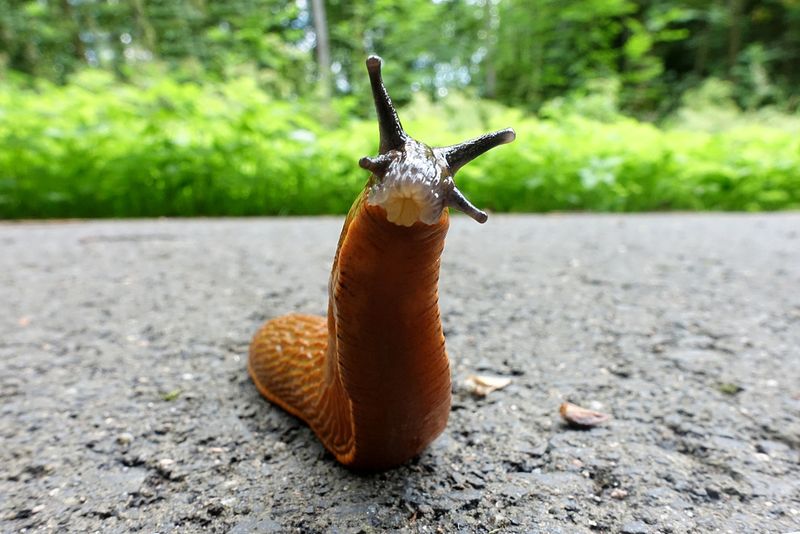 Slug Trap