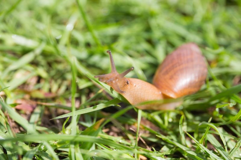 Slugs and Snails Deterrent