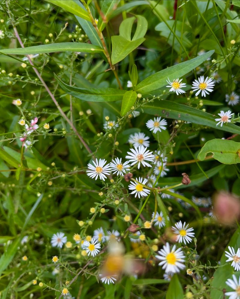 Smooth Blue Aster