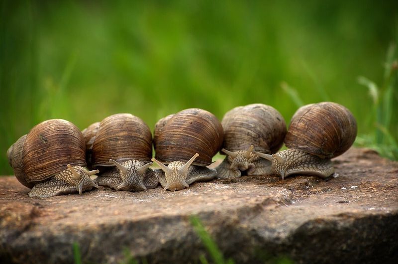 Snail and Slug Barrier