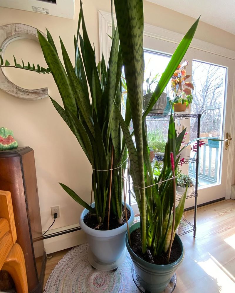 Snake Plant